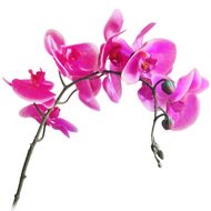 Растение искуственное Цветы Орхидея малая белая 55см