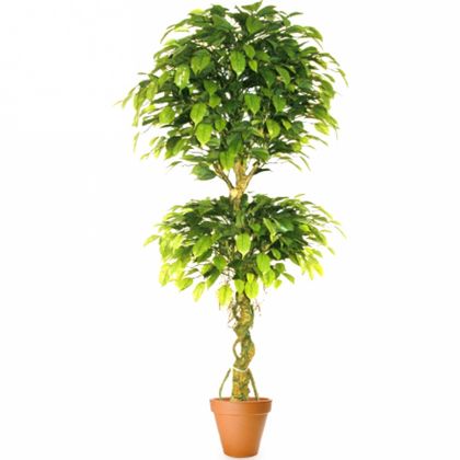 Растение искусственное Лиственное Фикус бенджамина топиарий двойной H:150CM