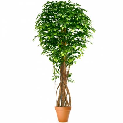 Растение искусственное Лиственное Фикус бенджамина мелколистный H:210CM
