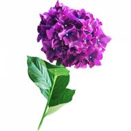 Растение искуственное Цветы Гортензия фиолетовая 45см